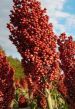 sorgo.jpg