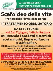 Boll_scafoideo_1_trattamento_2026.jpg