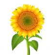 girasole.jpg