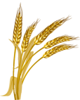 pasta-semola-grano-duro.png